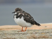 2nd Oct 2021 -  Turnstone at Whitby