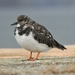  Turnstone at Whitby by susiemc
