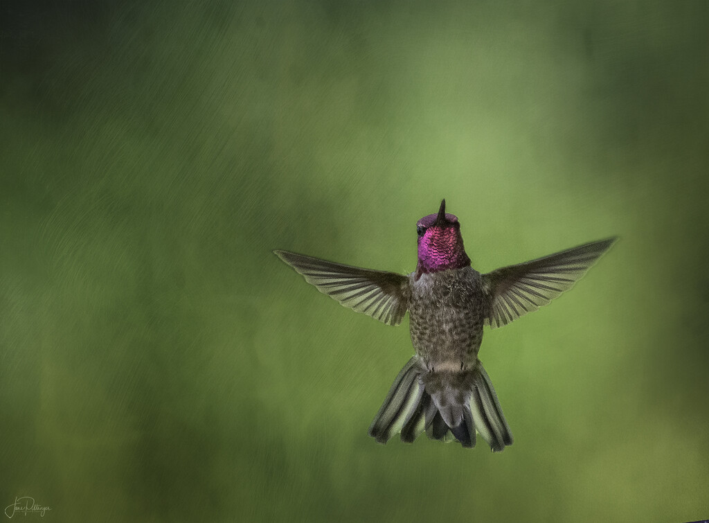 Hummer Spreading His Wings and Tail by jgpittenger