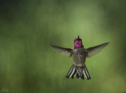 12th Oct 2021 - Hummer Spreading His Wings and Tail