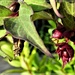 Pheasant Berry - -  by beryl