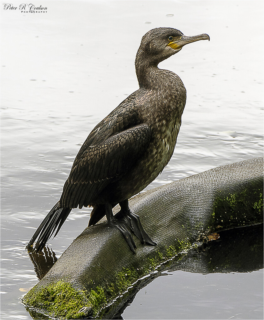 Double Crested Cormorant by pcoulson