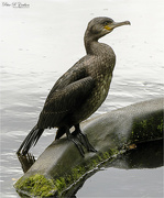 12th Oct 2021 - Double Crested Cormorant
