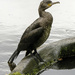 Double Crested Cormorant by pcoulson