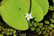 13th Oct 2021 -   Water snowflake flower (Nymphoides indica) ~ 
