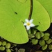  Water snowflake flower (Nymphoides indica) ~  by happysnaps