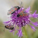 six spot burnmouth moth by helenhall