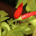 Chili Pepper Harvest by 365projectorgheatherb