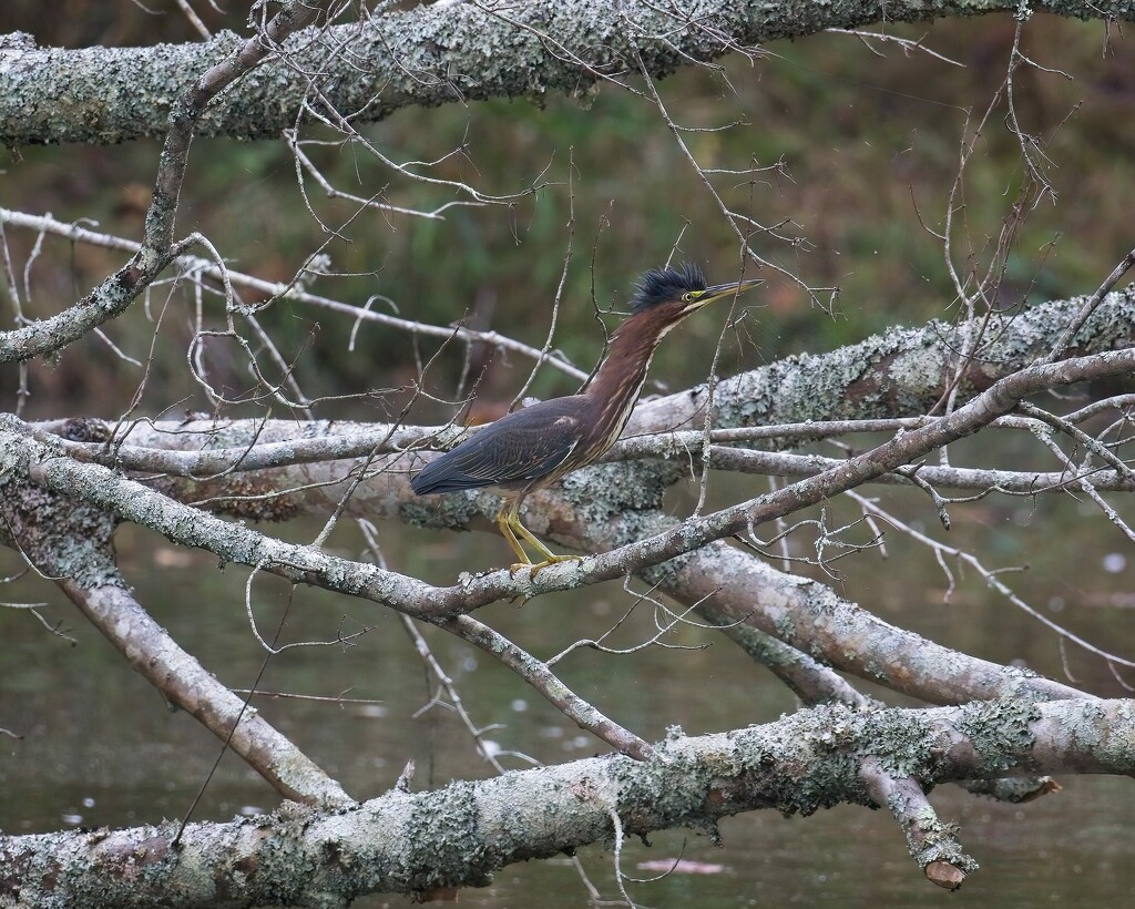 LHG_0297_green heron walking the branches by rontu
