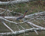 12th Oct 2021 - LHG_0297_green heron walking the branches