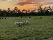 13th Oct 2021 - Sheep at sunset