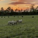 Sheep at sunset by cafict