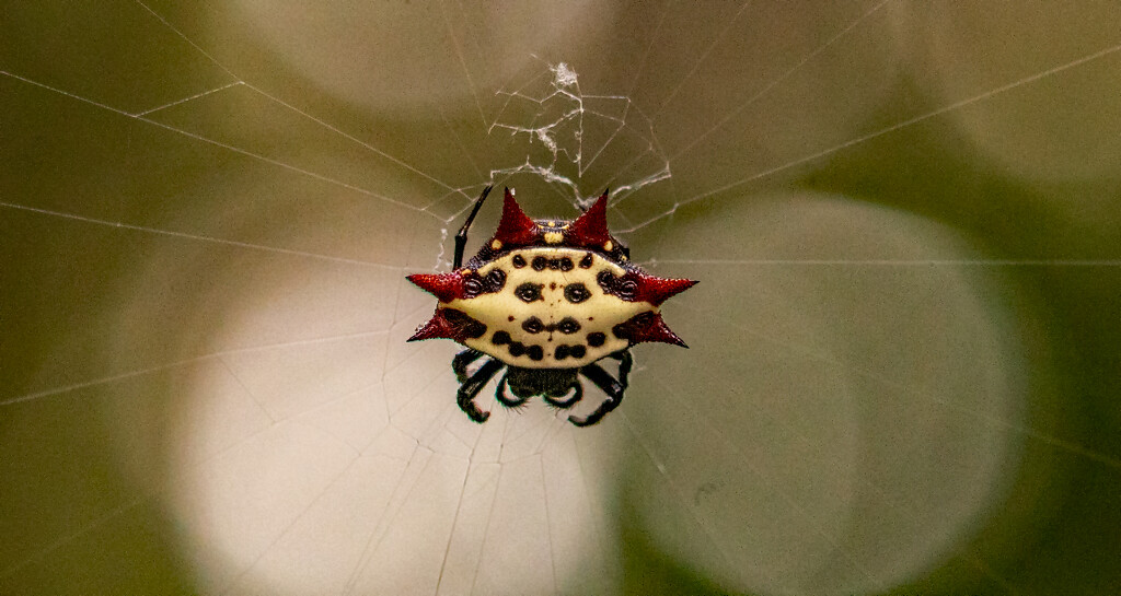Spinybacked Orbweaver Spider! by rickster549