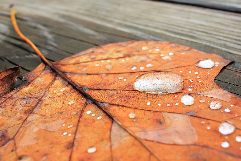 Autumn Magnified by juliedduncan