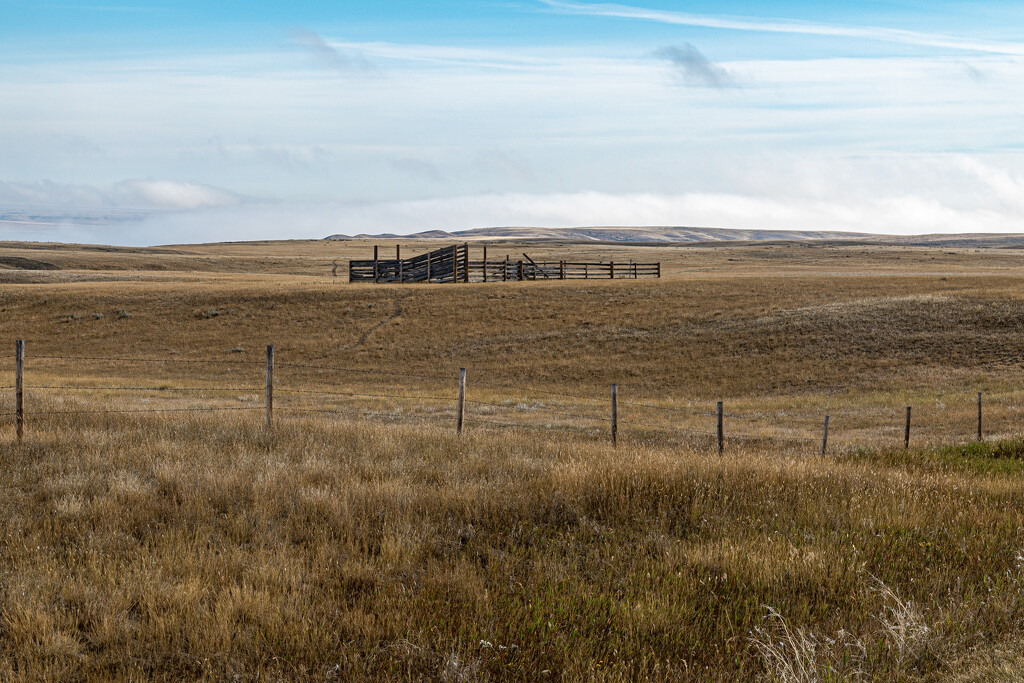 Cattle Loading Chutes Near Empress, Alberta by farmreporter