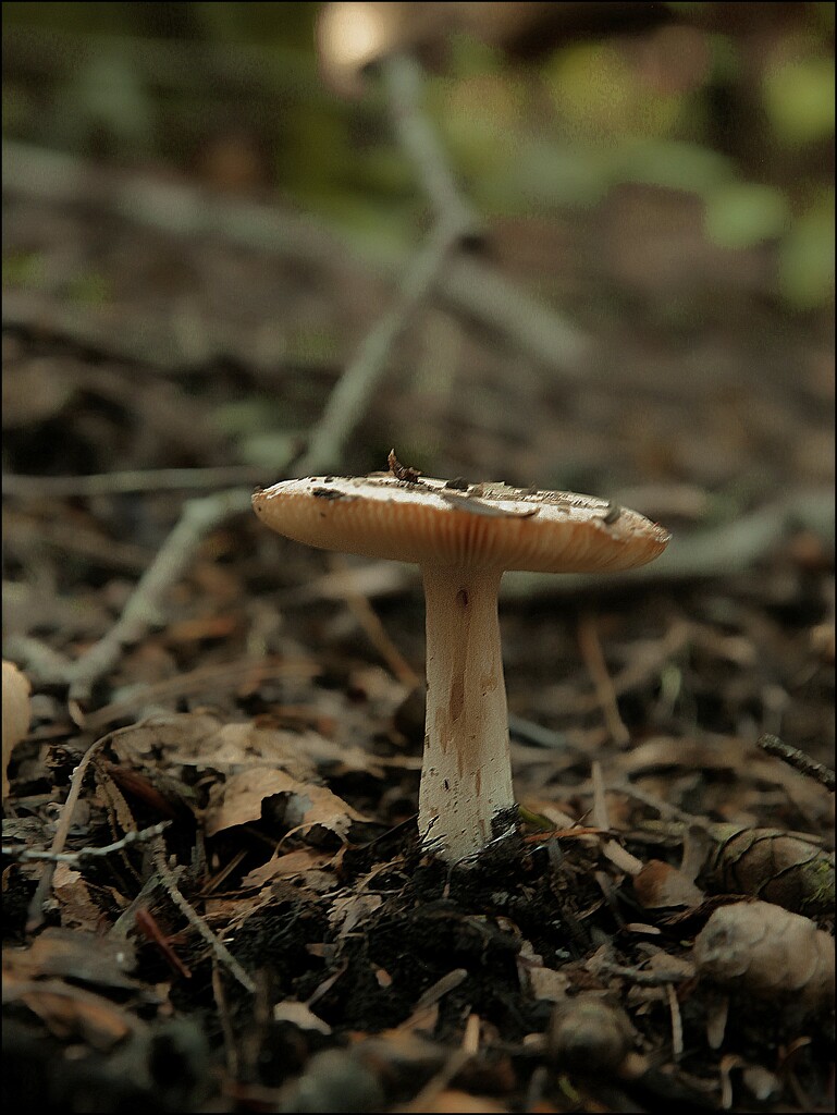 One Little Mushroom by olivetreeann