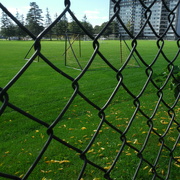 12th Oct 2021 - Opening #5: Through a Fence