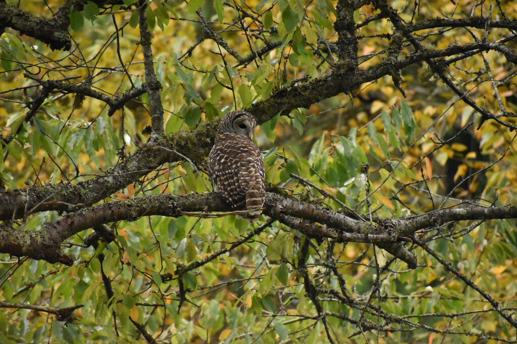 Northern Spotted Owl(im pretty sure) by midge
