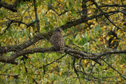 11th Oct 2021 - Northern Spotted Owl(im pretty sure)