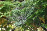 12th Oct 2021 -  A spiderweb in the morning