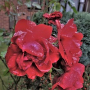 2nd Oct 2021 - Raindrops on Roses