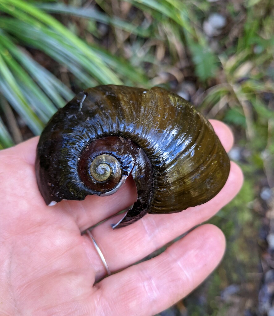 Giant Kauri Snail shell by sandradavies