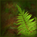 The fern by dide