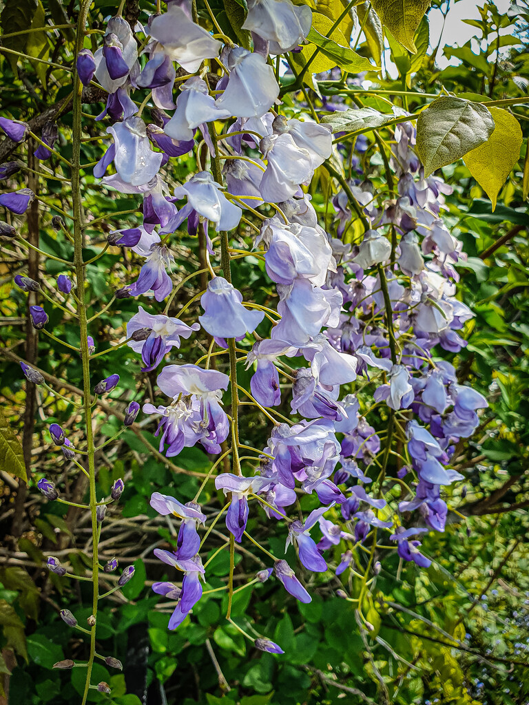 wisteria by mumswaby