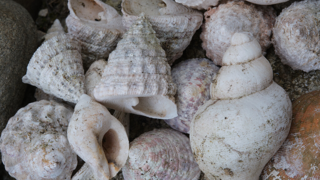 Sea shells by kametty