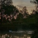 Swan before sunrise  by sianharrison