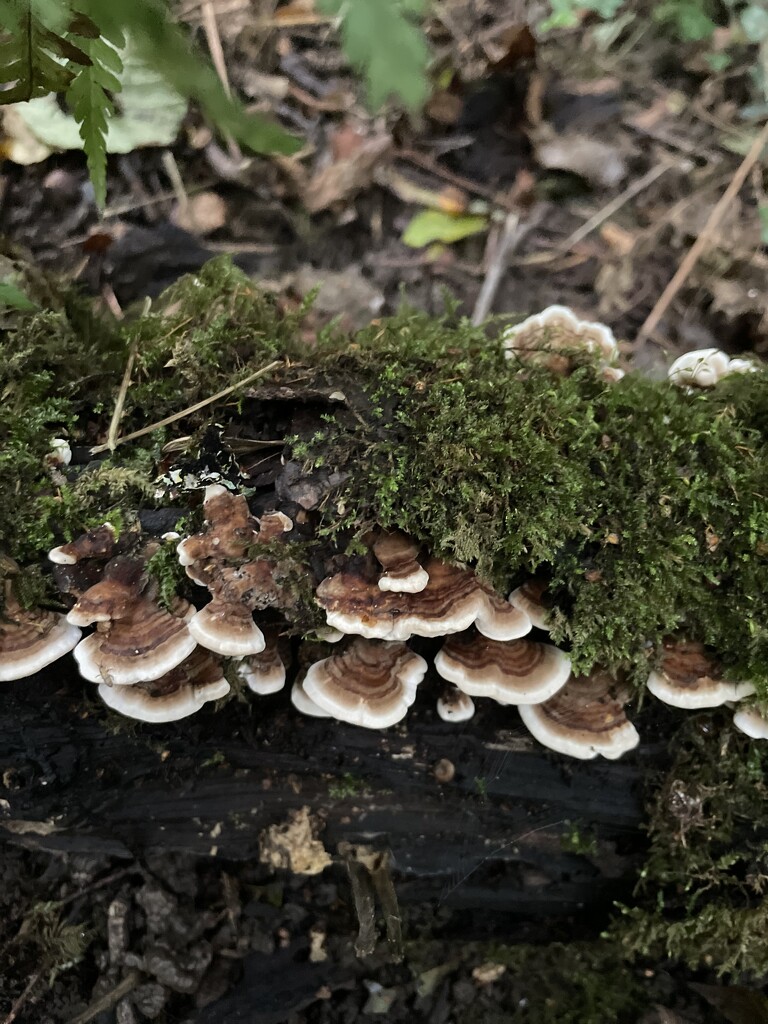 Fungi by denful