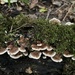 Fungi by denful