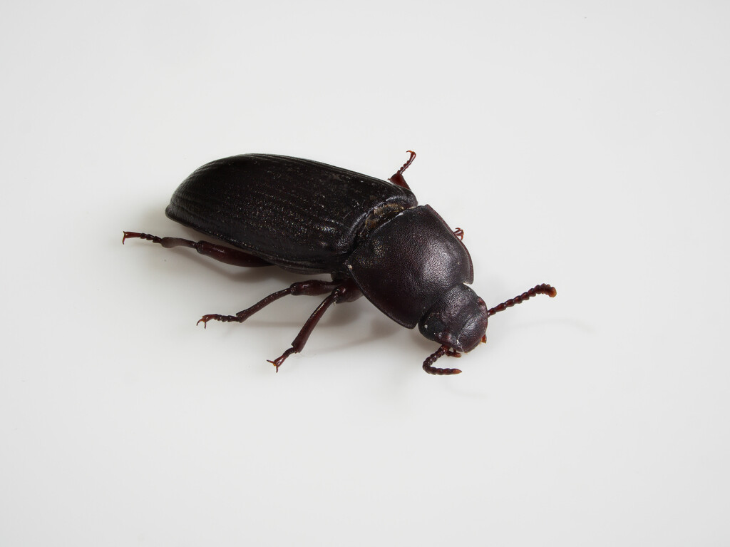 Coppery Click Beetle by jon_lip