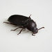 Coppery Click Beetle by jon_lip