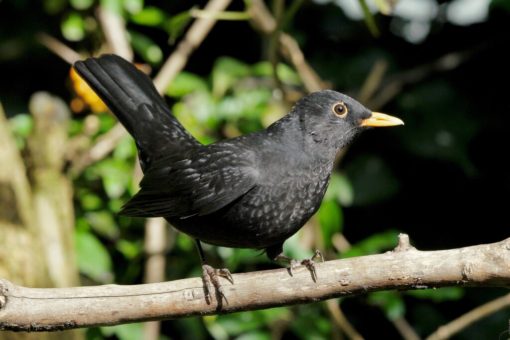 BLACKBIRD by markp