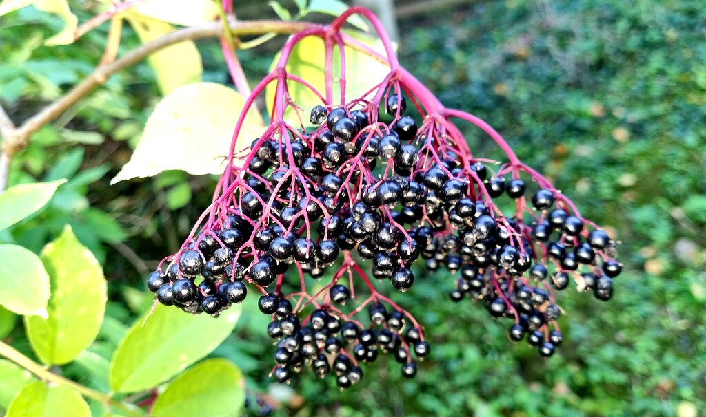 Autumn  berries 12: Elderberries by julienne1