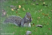 13th Oct 2021 - I'm afraid it's just Squizzer today