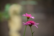 2nd Oct 2021 - Pink duo..........