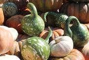 28th Oct 2020 - Gourds and pumpkins