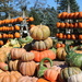 Pumpkins and gourds by jb030958