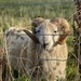 Portrait of an English Ram by cafict