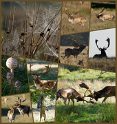 13th Oct 2021 - Deer, cobwebs, fungi and more deer