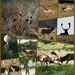 Deer, cobwebs, fungi and more deer by 30pics4jackiesdiamond