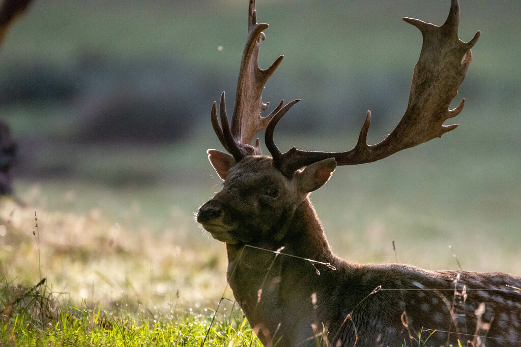 Fallow stag up close by stevejacob
