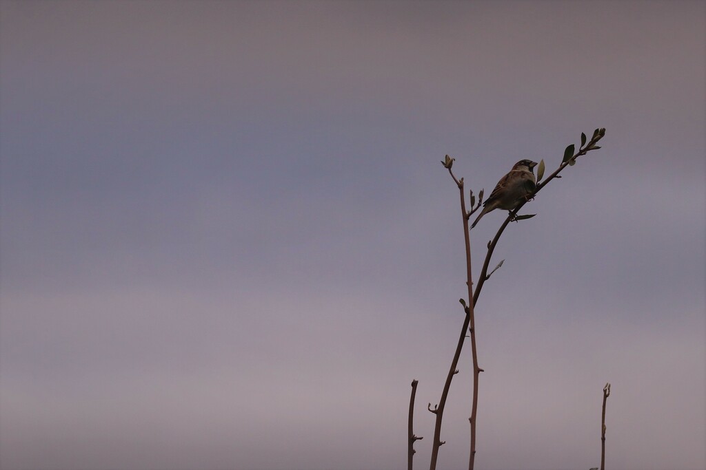 Lonesome Sparrow by serendypyty