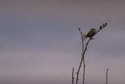 13th Oct 2021 - Lonesome Sparrow