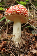 13th Oct 2021 - Fly agaric 