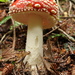 Fly agaric  by 365projectorglisa