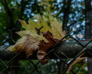5th Oct 2021 - Leaf on a fence 