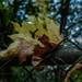 Leaf on a fence  by theredcamera